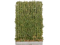 Nagylevelű ír borostyán 2 darab méret 120 x 180 cm