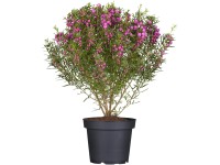 Cserjevirág bokor rózsaszín mag. kb.10-20cm cserép 10,5 cm Boronia heterophylla Cserjevirág bokor rózsaszín mag. kb.10-20cm cserép 10,5 cm Boronia heterophylla