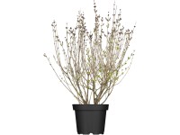 OBI Meyers törpeorgona Palibin lila kb. 40 cm - 50 cm cserép kb. 3 l Syringa OBI Meyers törpeorgona Palibin lila kb. 40 cm - 50 cm cserép kb. 3 l Syringa