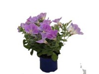 Petúnia kék 10,5 cm Petúnia kék 10,5 cm