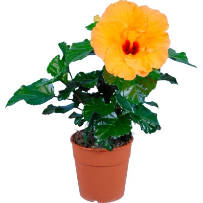 Kínai hibiszkusz mix cserépátmérő: kb. 17 cm