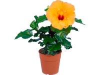 Kínai hibiszkusz mix cserépátmérő: kb. 17 cm Kínai hibiszkusz mix cserépátmérő: kb. 17 cm