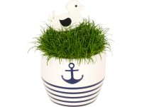 Díszfű kerámia kaspóban cserépátmérő: kb. 6 cm Sagina