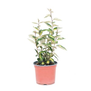 Örökzöld olajfűz 'Compacta' 3L-es cserépben, kb. 45 cm magas. Eleagnus ebbingei sövényekhez és kertekbe.