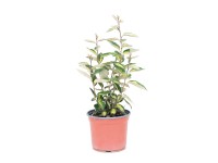 GROW by OBI Örökzöld Oleaster mag. 45cm cserép 3 liter-Elaeagnus ebb. Compacta GROW by OBI Örökzöld Oleaster mag. 45cm cserép 3 liter-Elaeagnus ebb. Compacta