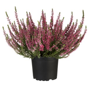 Piros hanga cserépben, kb. 10-15 cm magas. Calluna vulgaris a GROW by OBI-tól.