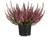 GROW by OBI csarab piros kb. 10-15 cm Calluna vulgaris GROW by OBI csarab piros kb. 10-15 cm Calluna vulgaris