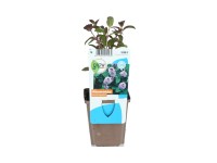 OBI vízi menta ibolyakék cserépátmérő: kb. 9 cm Mentha aquatica