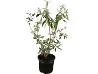 OBI nyáriorgona rózsaszín magasság kb. 10 - 20 cm cserép kb. 3 l Buddleja OBI nyáriorgona rózsaszín magasság kb. 10 - 20 cm cserép kb. 3 l Buddleja