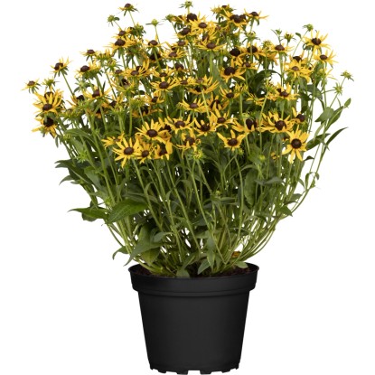 GROW by OBI "Sunbeckia" borzas kúpvirág kb. 20-30 cm Rudbeckia hirta