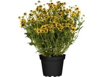 GROW by OBI 