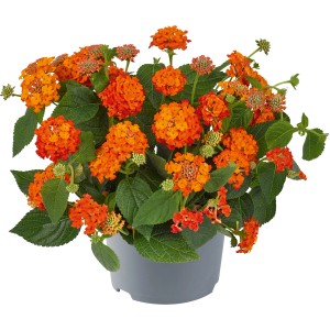 Lantana camara mix cserépben, narancssárga virágok és zöld levelek. Cserepes növény kertbe és teraszra.