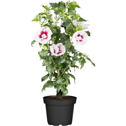 OBI kínai hibiszkusz rózsaszín kb. 30-40 cm magas kb. 3 l-es cserépben