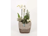 Orchidea kompozíció modernen kerámia kaspóban cserépátmérő: kb. 24 cm