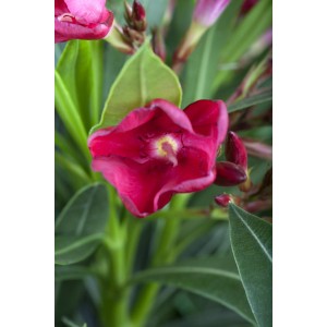 Leander bokor piros cserépátmérő: kb. 15 cm Nerium oleander