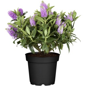 Cserepes Hebe All Blooms lila virágokkal és zöld levelekkel.