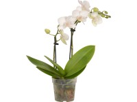 Mini lepkeorchidea kétszárú cserépátmérő: kb. 7 cm Phalaenopsis