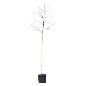 GROW by OBI Amberfa, kb. 200 cm magas, cserépben. Lombhullató fa levelek nélkül.