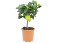 GROW by OBI citrusválogatás több fajta cserép kb. 19 cm Citrus mitis GROW by OBI citrusválogatás több fajta cserép kb. 19 cm Citrus mitis