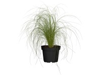 Ponytails mexikói árvalányhaj cserépátmérő kb. 10,5 cm Stipa tenuissima