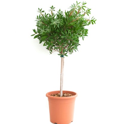 GROW by OBI Splendens citromillatú kefevirág magasság kb. 30 cm - 40 cm