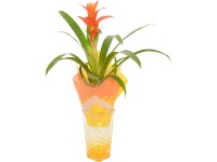 Bromélia üvegvázában cserépátmérő: kb. 6 cm Bromélia üvegvázában cserépátmérő: kb. 6 cm