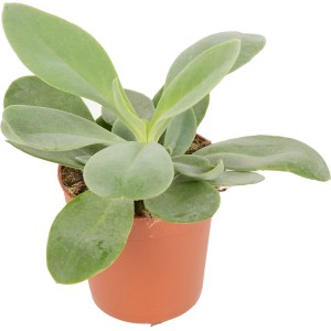 Cserepes törpebors (Peperomia), egy könnyen kezelhető, dekoratív levelű szukkulens.