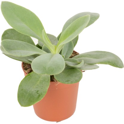 Cserepes törpebors (Peperomia), egy könnyen kezelhető, dekoratív levelű szukkulens.