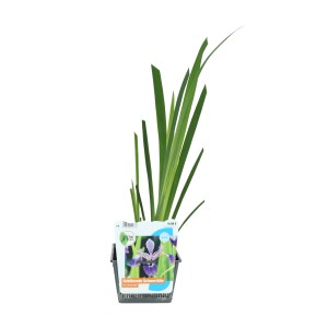 Kék-lila Iris versicolor cserépben, zöld levelekkel. Ideális tavakhoz és kertekhez.