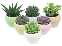 Pozsgás növények pasztellszínű kerámiában cserépátmérő: kb. 11 cm