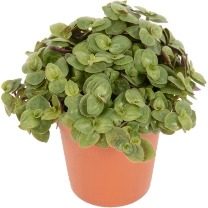 Törpebors (Peperomia) cserépben, dekoratív pozsgás növény apró, kerek levelekkel.