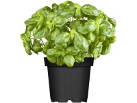 Bazsalikom cserépátmérő: kb. 12 cm Bazsalikom cserépátmérő: kb. 12 cm