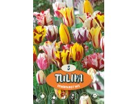 Egyszerű késői tulipán 