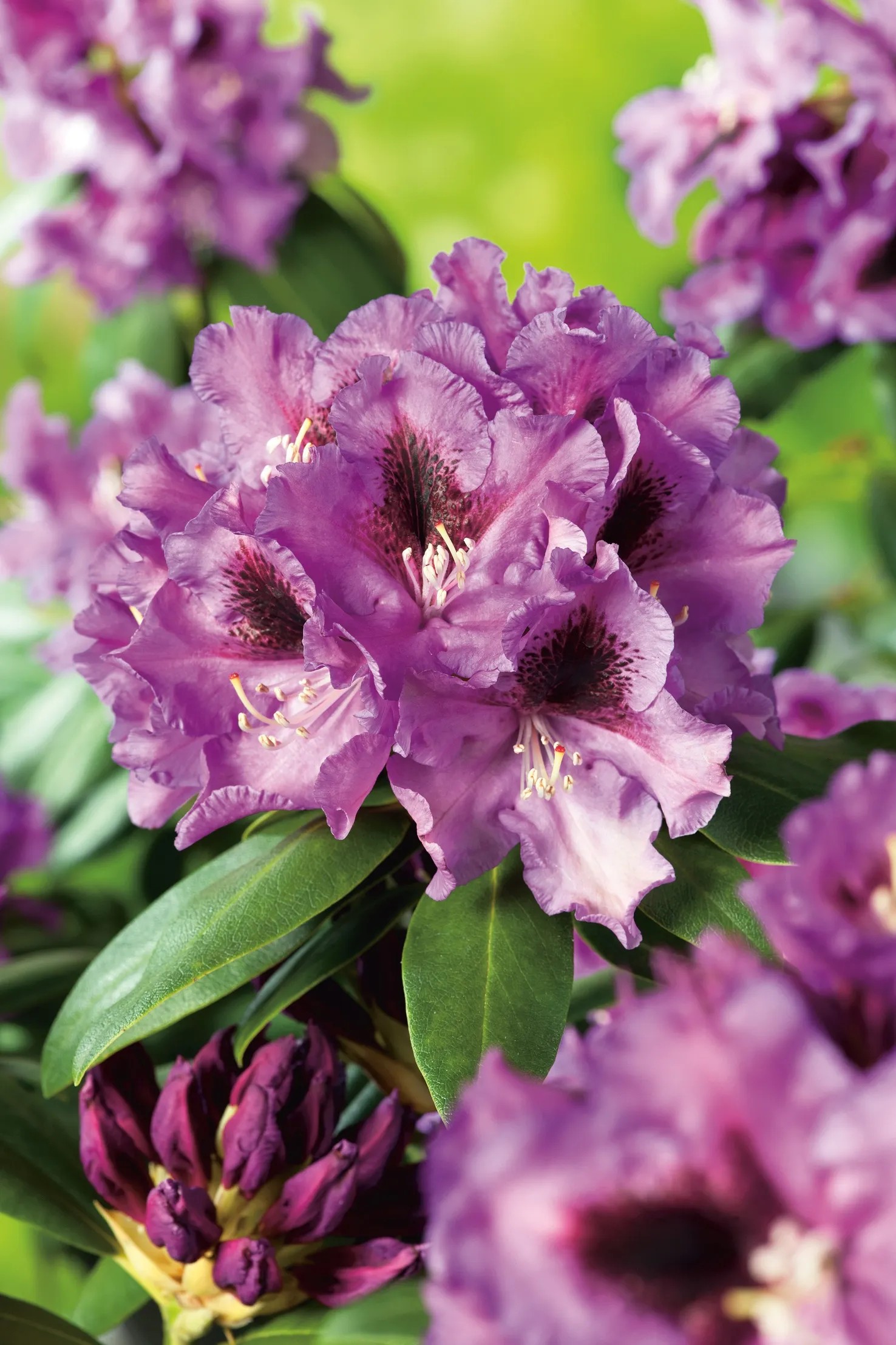 Rododendras Rasputin OBI Rasputin rododendron hybrid lila magasság kb. 20 cm - 30 cm cserép ...