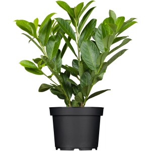 Cserepes Novita babérmeggy, kb. 50-60 cm magas, örökzöld sövénynövény.