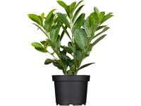 OBI babérmeggy OBI babérmeggy