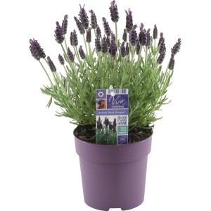 Anouk Dark Purple francia levendula lila cserépben, kb. 20 cm magas.