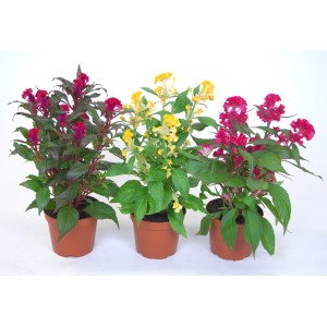 Celosia argentea Hot Topic Mix, különböző színek cserépben.