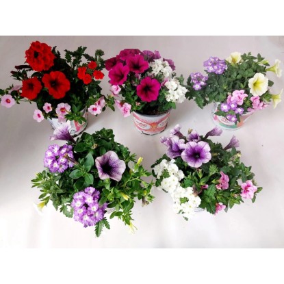 Confetti Garden cserépátmérő kb. 12 cm
