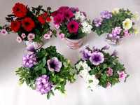 Confetti Garden cserépátmérő kb. 12 cm Confetti Garden cserépátmérő kb. 12 cm