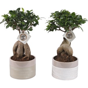 Ficus Ginseng szobai bonsai kerámia cserépben, kb. 17 cm-es cserépátmérővel.