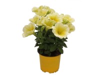Petúnia sárga 10,5 cm cserépben Petúnia sárga 10,5 cm cserépben