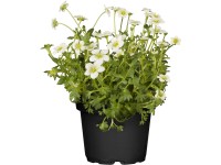 OBI mohalevelű kőtörőfű 