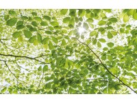 Vlies fotótapéta Im Frühlingswald 450 cm x 280 cm