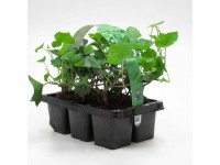 Ír borostyán 6 darabos csomag cserépátmérő: kb. 7 cm Hedera hibernica Ír borostyán 6 darabos csomag cserépátmérő: kb. 7 cm Hedera hibernica