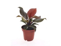 GROW by OBI Filodendron GROW by OBI Filodendron