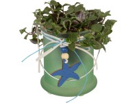 Mini zöldnövények kompozíció üvegben cserépátmérő: kb. 6 cm