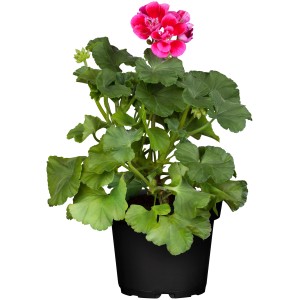 Álló muskátli (Pelargonium Zonal) cserépben, rózsaszín virágokkal és zöld levelekkel.