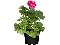Muskátli Álló cserépátmérő. 12 cm Pelargonium zonale Muskátli Álló cserépátmérő. 12 cm Pelargonium zonale