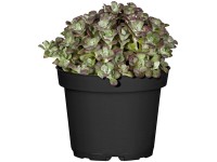 OBI varjúháj cserépátmérő: kb. 13 cm Sedum